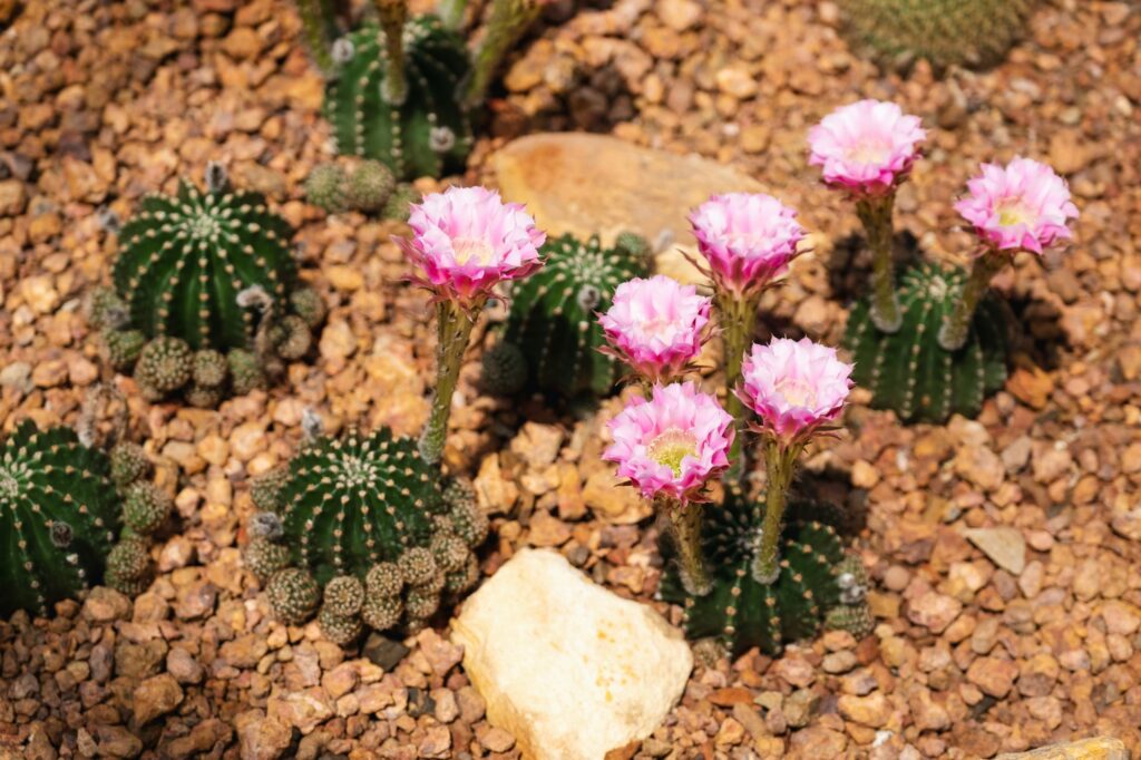 Closeup image of Lobivia arachnacantha cactus with pink flowers in botanic garden