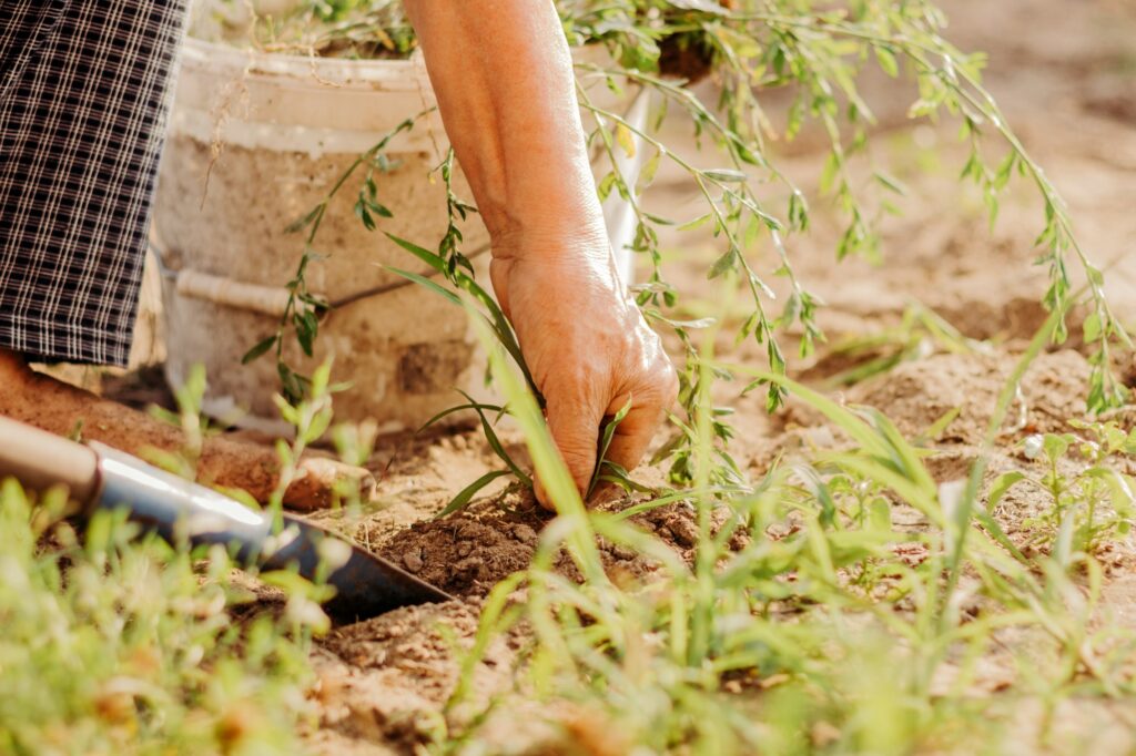 Farmer rocking weeds from lawn on backyard of countryside house. Organic gardening full of care