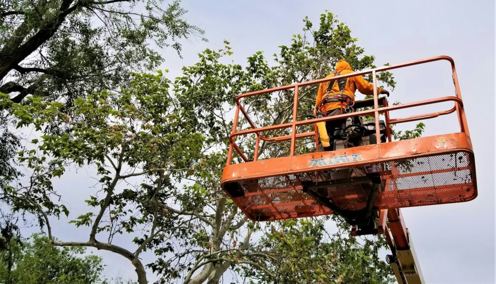 Tree Trimmer! Bucket Lift!